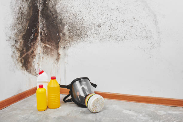 Mold Removal and Inspection in West Bradenton, FL