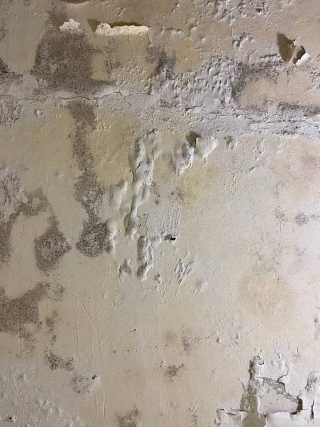 Best Fast Mold Removal  in West Bradenton, FL