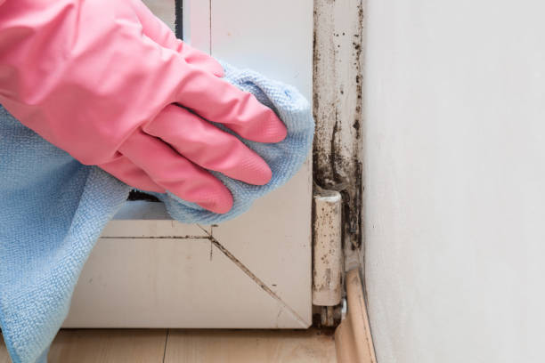 Best Home Mold Removal  in West Bradenton, FL