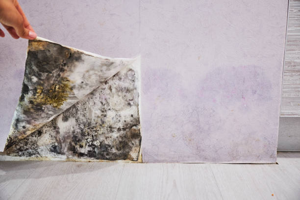 Best Office Mold Removal Services  in West Bradenton, FL